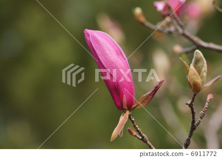 腫脹的芽(紫黑蓮花)的Shimokuren 腫脹的芽(紫黑蓮花)的Shimokuren 6911772