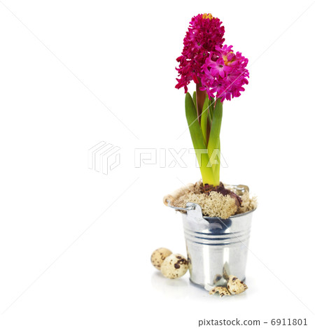 easter composition with eggs and spring flowers 6911801