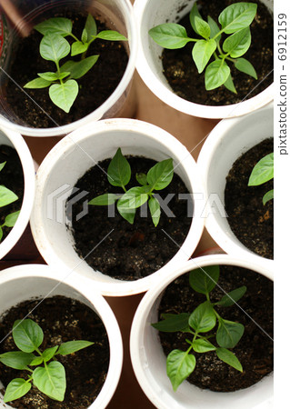 Green seedling growing out of soil 6912159
