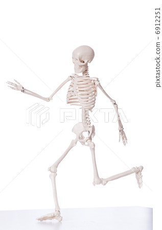 Skeleton isolated on the white background Skeleton isolated on the white background 6912251