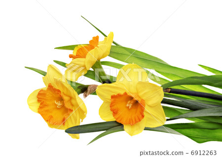 Beautiful spring  three flowers 6912263