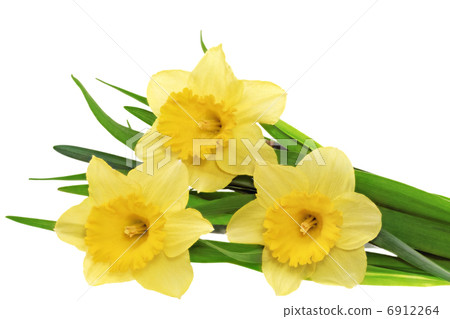 Beautiful spring three flowers Beautiful spring three flowers 6912264