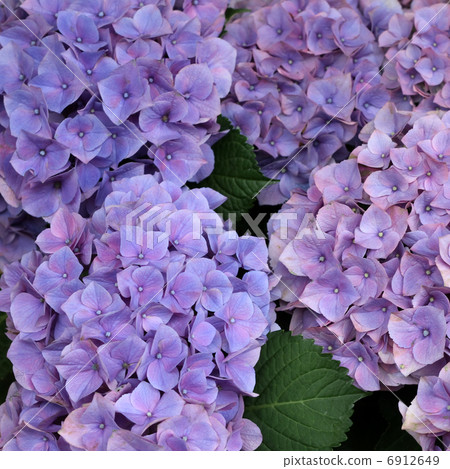 Mow Purple Mow Purple 6912649