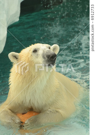 Polar bear_12 Polar bear_12 6912733