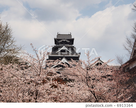 櫻花盛開的熊本城堡 6913164