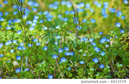Tannka Laxa Flower language: Trust Persian speedwell 6913579