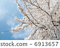 Cherry Blossoms   6913657