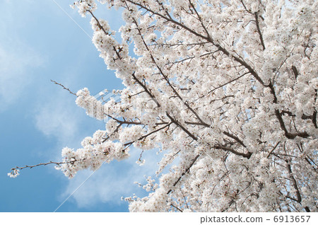 櫻花 6913657
