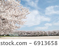 Cherry Blossoms   6913658