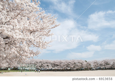 櫻花 6913658