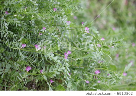Flower of crow's noe pea 02 Flower of crow's noe pea 02 6913862