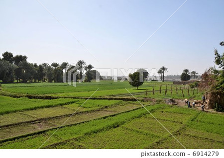 Com-Onbo's Date Date and the Nile River Com-Onbo's Date Date and the Nile River 6914279