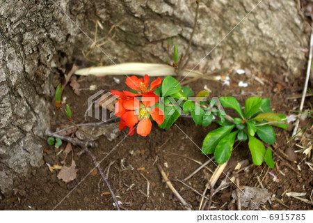 Flower blossoms blooming at the root of a tree 6915785