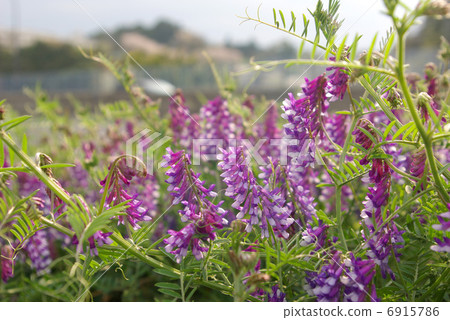 Wisteria flower 6915786