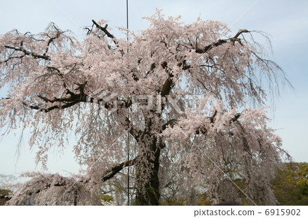 Large weblock cherry tree 6915902