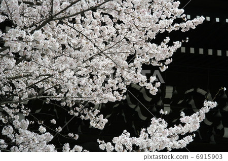 Cherry blossoms in front of the gate 6915903