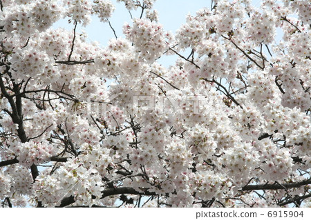 Cherry blossoms blooming beautifully 6915904