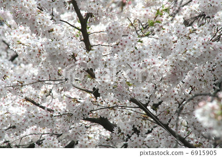 Cherry tree in full bloom  6915905