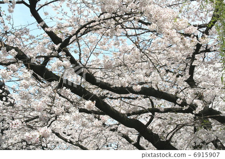 Cherry blossoms in full bloom where only the sky can be seen 6915907