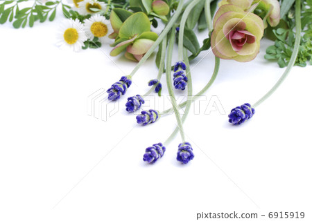 Herbs 6915919