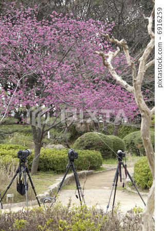 相機拍攝紅梅 6916259