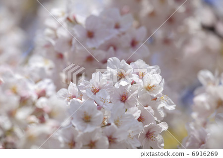 櫻花的花朵 6916269