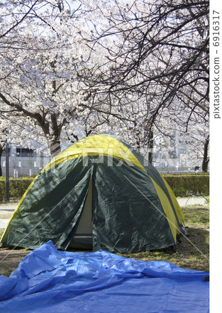 Tent for taking a place for cherry blossom viewing 6916317