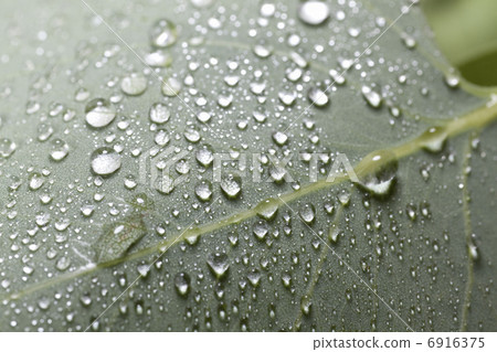 Water drops on the leaves 6916375