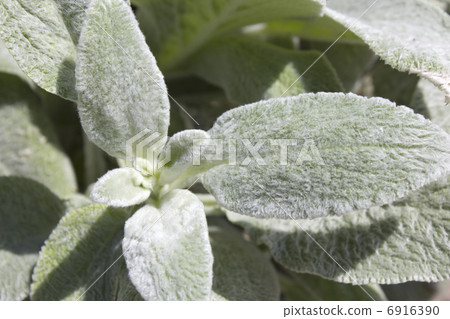 Up of leaves of rumsuier 6916390