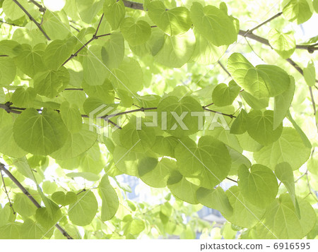 Fresh green of wig Fresh green of wig 6916595