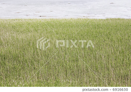 Wetlands of Yodogawa 6916630