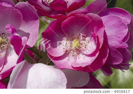 Rose flower up 6916817
