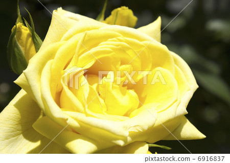 玫瑰花了 玫瑰花了 6916837