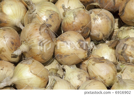 Onion 6916902