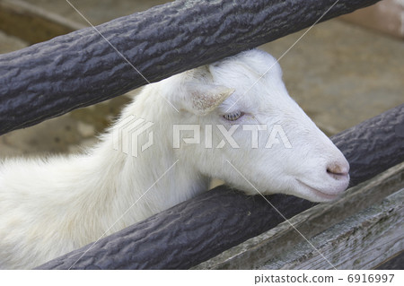 六甲牧場山羊 六甲牧場山羊 6916997