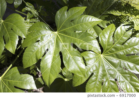 八片葉子 6917000