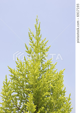 針葉樹冠 6917193