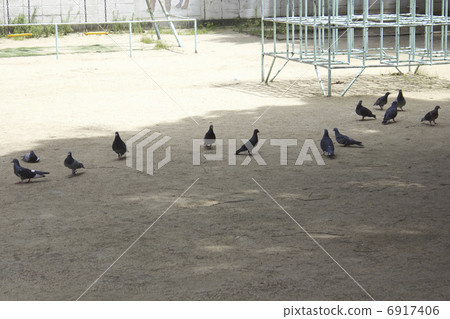 一隻鴿子在兒童公園的陰涼處涼爽 一隻鴿子在兒童公園的陰涼處涼爽 6917406