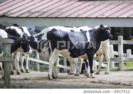 Dairy cattle at Rokko ranch Dairy cattle at Rokko ranch 6917412