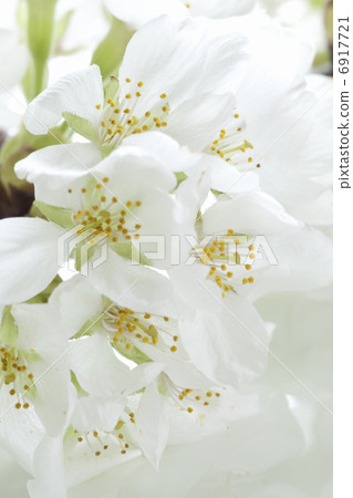 櫻花盛開 櫻花盛開 6917721