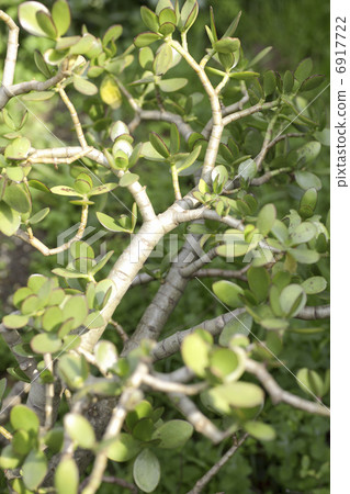 金樹 金樹 6917722