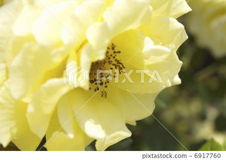 Rose flower up 6917760