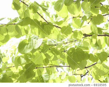 新綠色的假髮 6918505