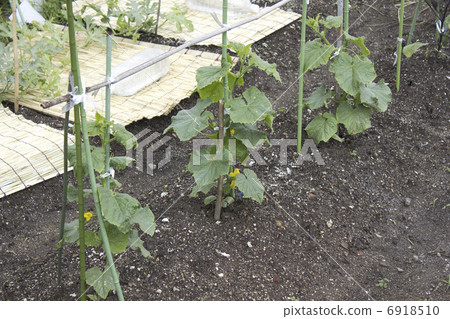 家庭花園 6918510