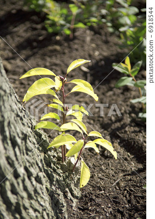 Sprout from the tree trunk 6918544
