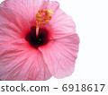 Hibiscus 6918617