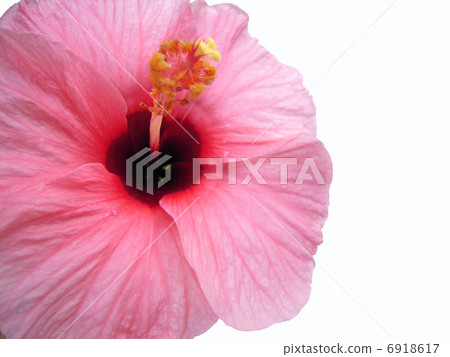 Hibiscus 6918617