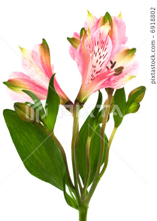 pink alstroemeria 6918802