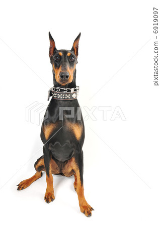  Doberman 6919097