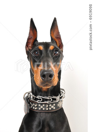  Doberman 6919098